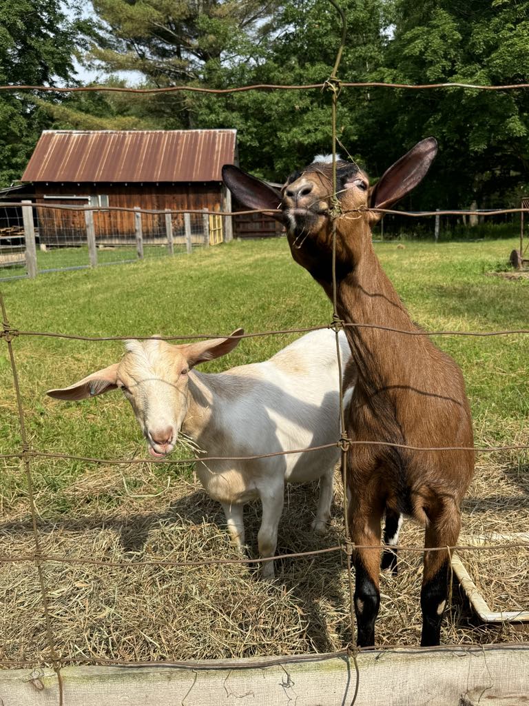 chèvres Gemme Brigham Chipit