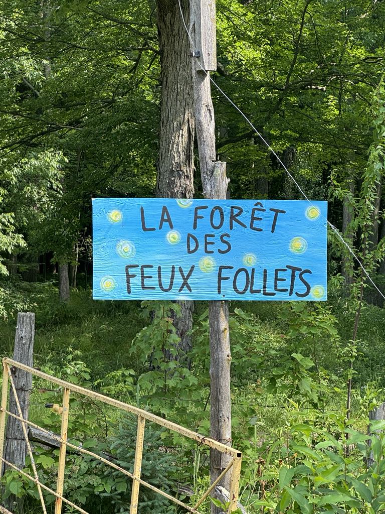 forêt feux follets